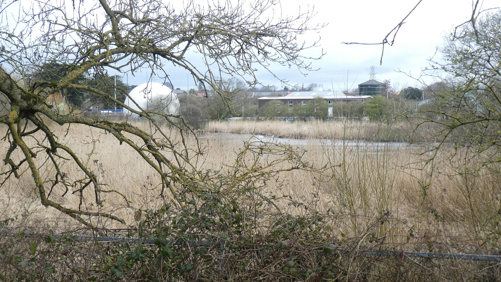 Reed beds and the Countess Wear sewage treatment works